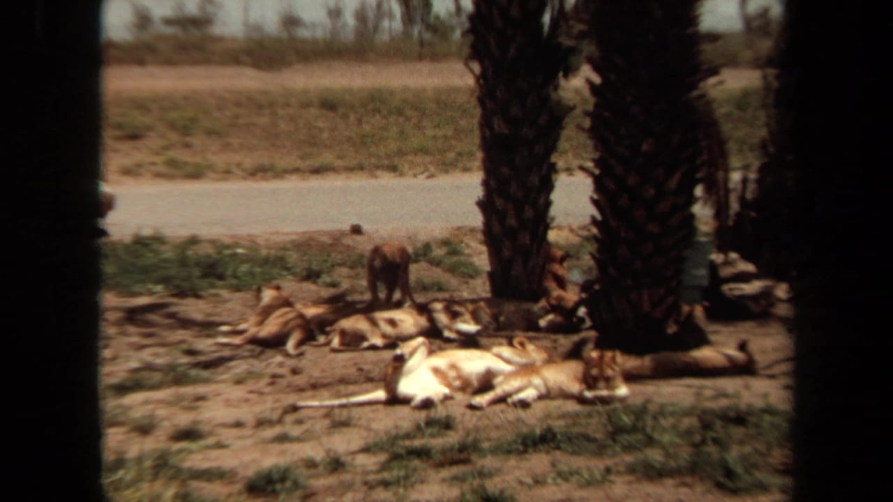 Lions resting on dirt beneath palm trees beside a road in a safari park enclosure.