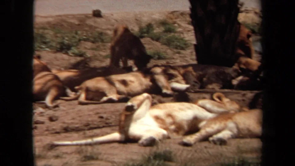 1971 Laguna Hills safari park frame with multiple lions resting on the ground and one lion moving near palm shade.