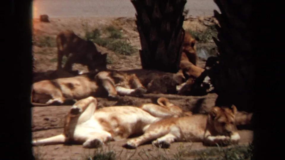 1971 Laguna Hills safari park scene showing lions spread across dirt ground under palm trees, filmed from inside a vehicle.