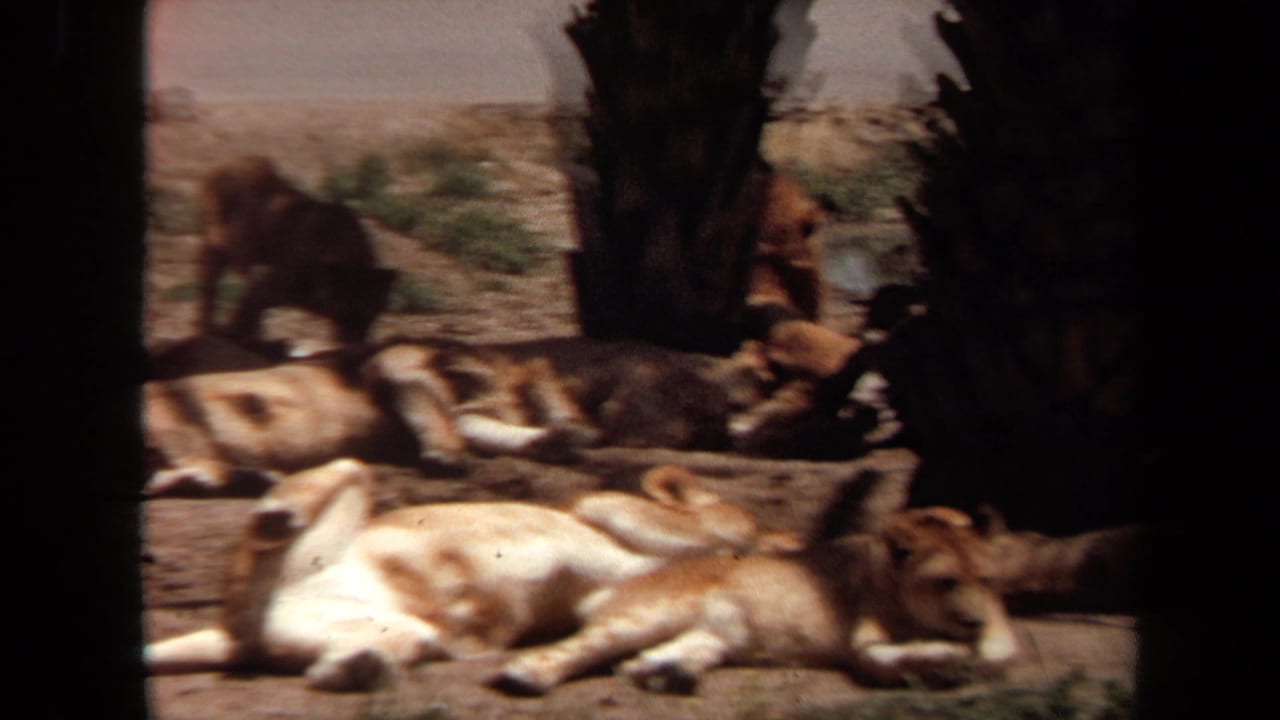 1971 Laguna Hills home-movie frame showing lionesses and cubs resting in a sandy palm-lined enclosure.