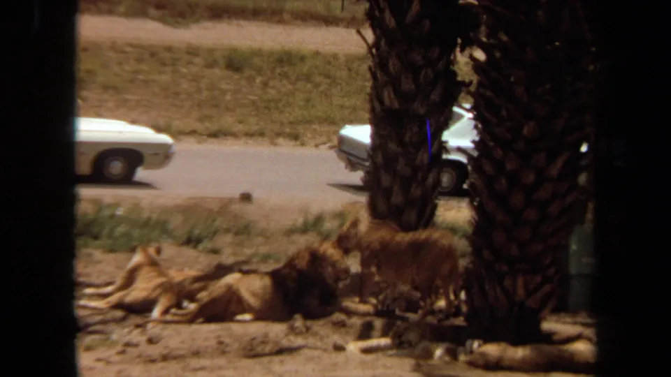 1971 Laguna Hills frame with resting lions and cubs near palm trunks as white cars pass on the road behind the enclosure.