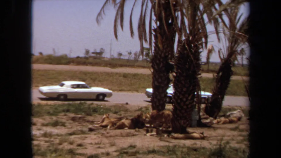 Wide 1971 Laguna Hills home-movie view of a white car on the road beyond palm trees and resting lions in the enclosure.