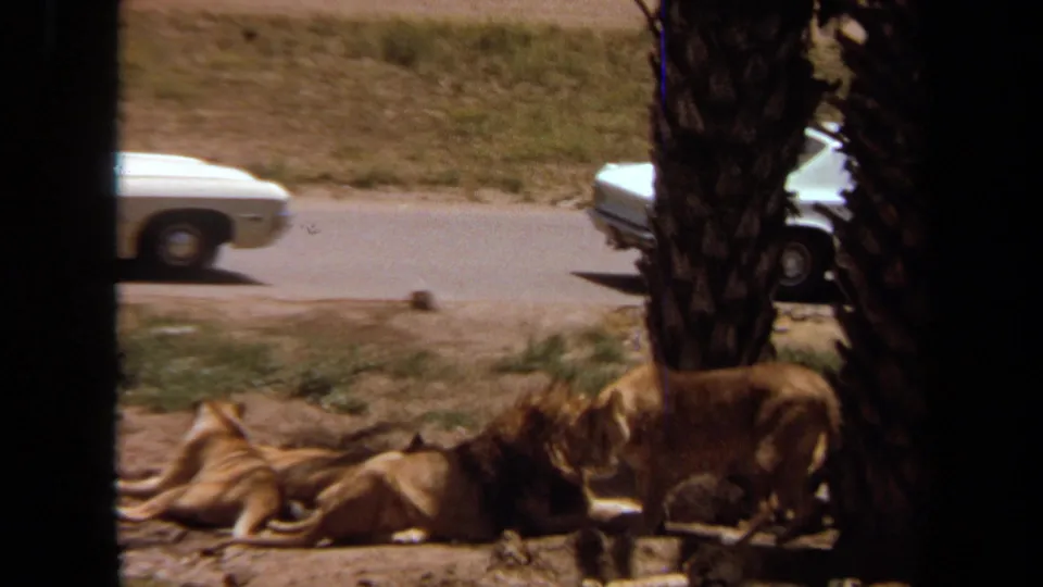 1971 Laguna Hills frame showing a cub standing near resting lions beside a palm trunk, with white cars on the road behind.