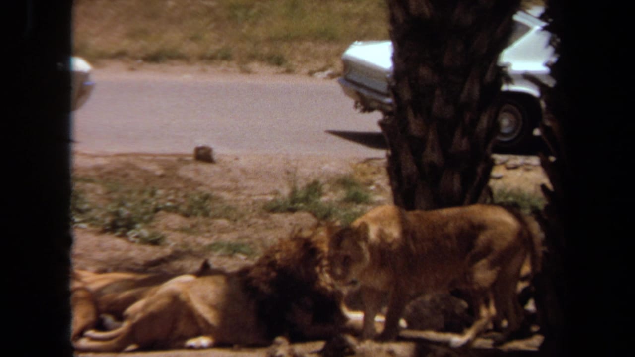1971 Laguna Hills 8mm frame showing a male lion resting as a lioness stands beside him, with palm trunks and a white car beyond the enclosure.