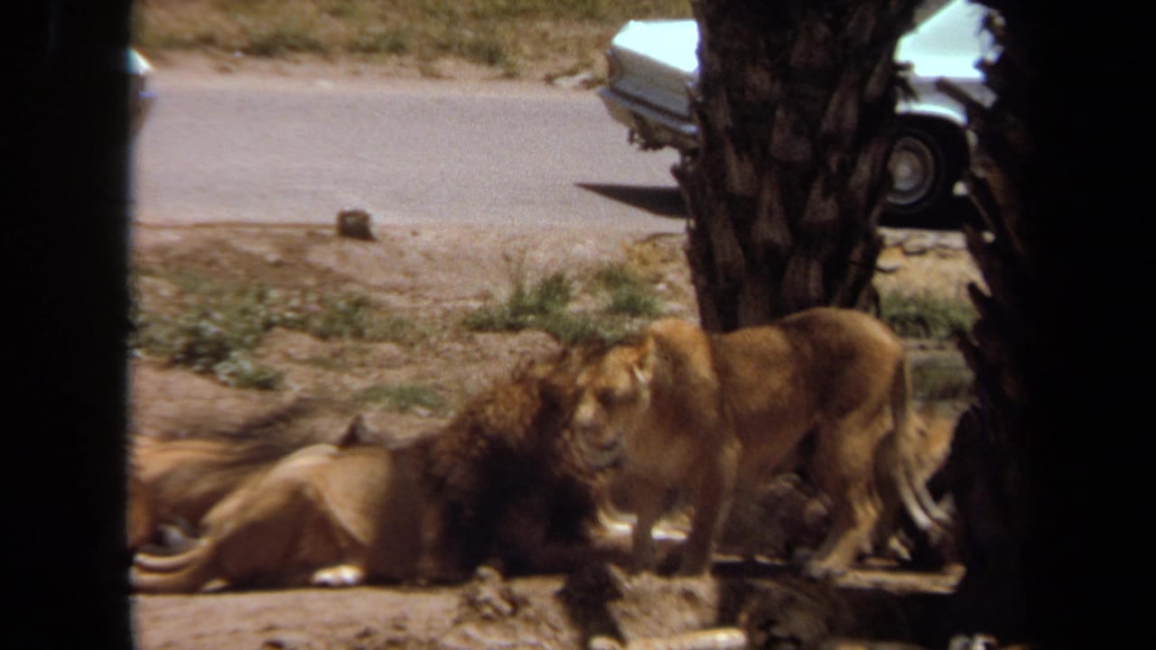 Lioness standing beside a resting male lion near palm trunks and a road.