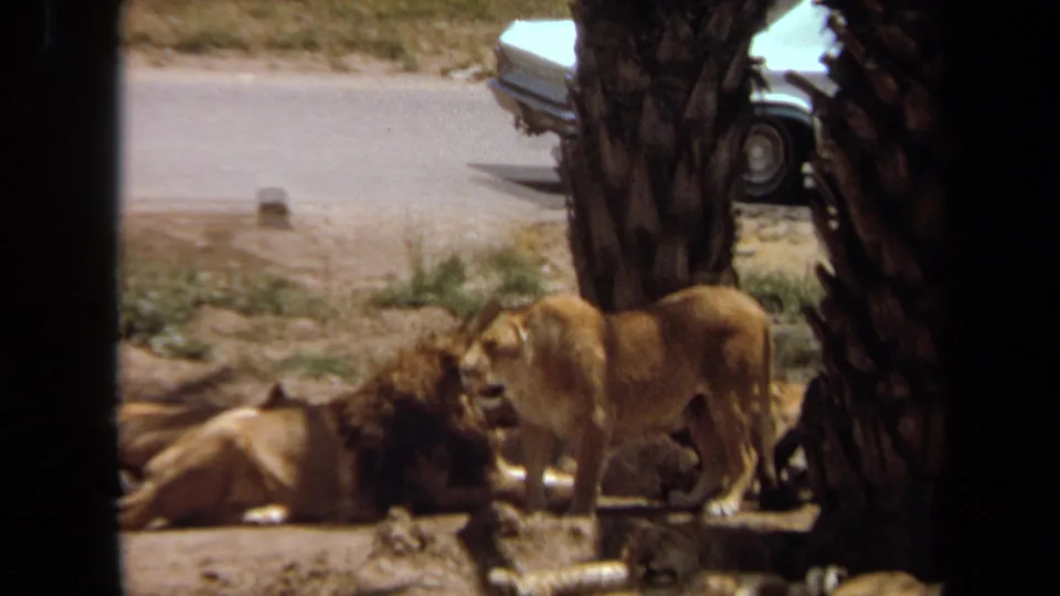 1971 Laguna Hills 8mm frame with the lioness standing over or near the male lion, palm trunks behind them and a partial white car beyond the enclosure.