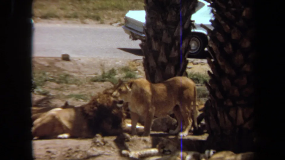 1971 Laguna Hills frame showing a lioness beside the resting male lion, with palm trunks, dry ground, a paved road, and a white car in the background.