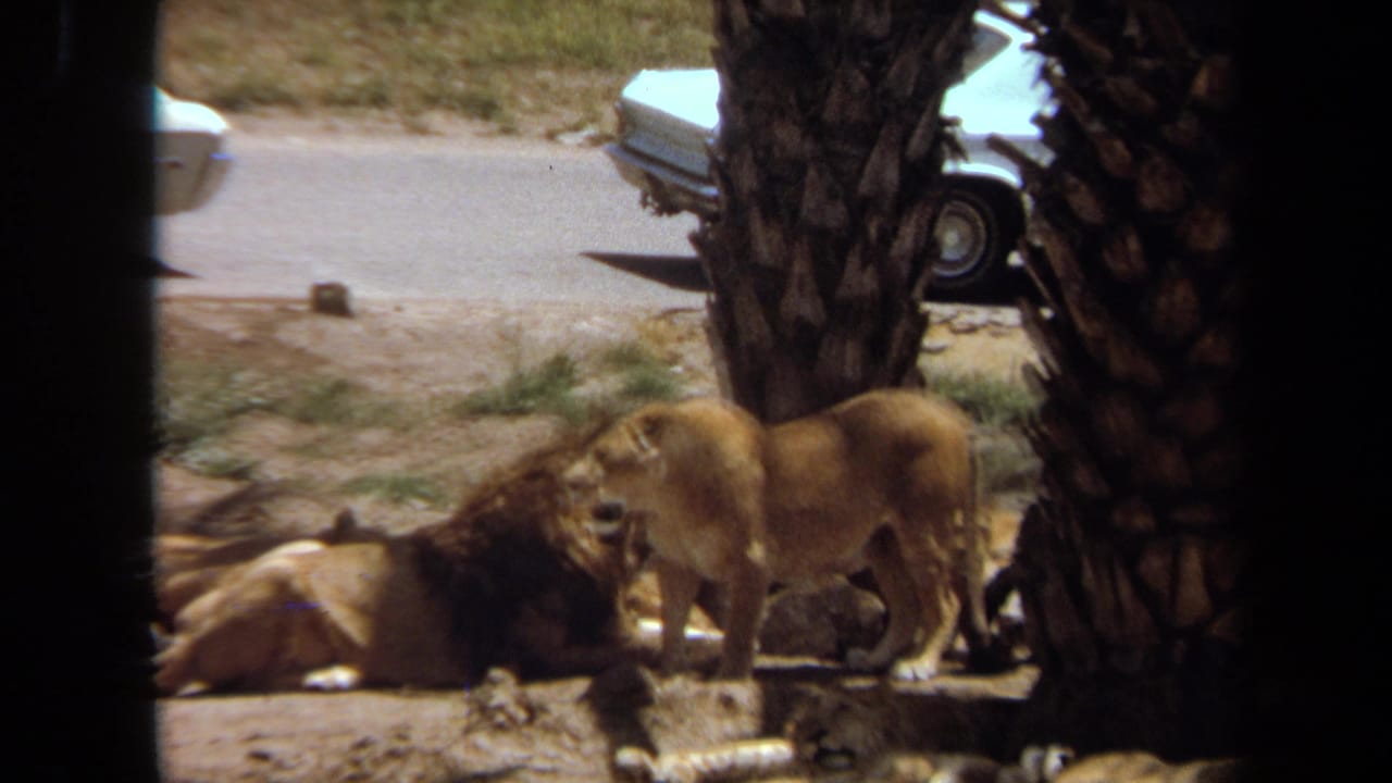 Male lion lying near a standing lioness in a dirt enclosure beside palm trunks.