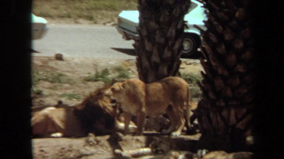 A lioness stands over or beside a resting male lion in the Laguna Hills enclosure, framed by palm trunks and a passing-road background.