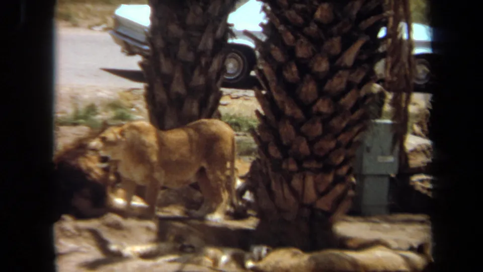 A close 8mm view of lions in a palm-lined enclosure, with the standing lioness and resting male partly blocked by foreground trunks.