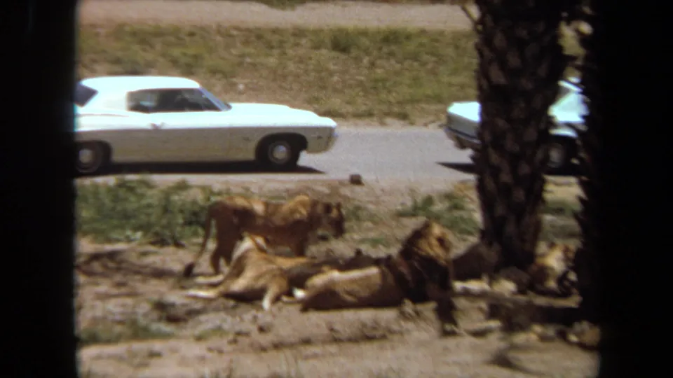 Wide 1971 Laguna Hills frame with multiple lions resting or standing in a dirt enclosure while a white period car passes on the road behind.