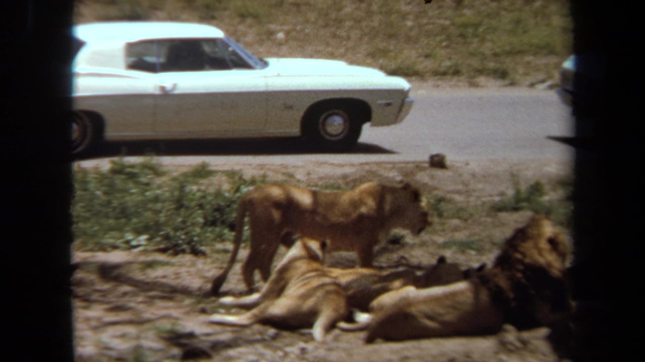 1971 Laguna Hills safari footage showing several lions on dry ground with a white car passing on the road behind them.