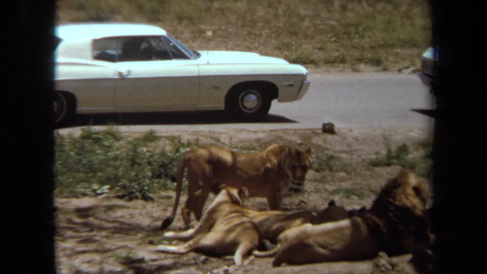 A lioness stands over resting lions in a sunlit Laguna Hills drive-through safari scene with a white car in the background.