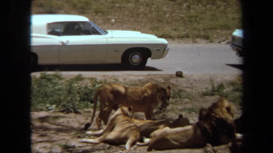 Several lions rest in the foreground of a 1971 drive-through safari scene as a white car passes on the paved road.