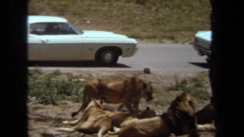 Lions lounge in the foreground while a white car and the edge of another vehicle appear along the Laguna Hills safari road.