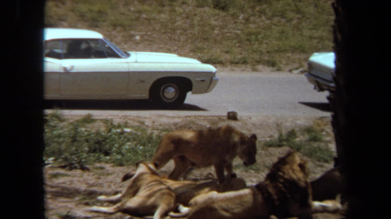 1971 Laguna Hills wildlife-park view with lions resting in shade near palm trunks and a white sedan on the road behind them.