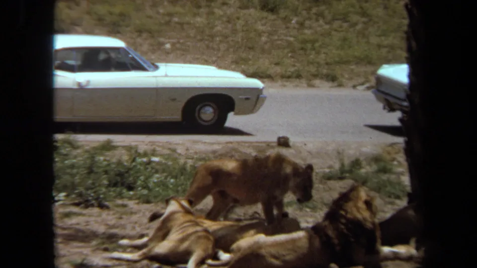 1971 Laguna Hills wildlife-park view with lions resting in shade near palm trunks and a white sedan on the road behind them.