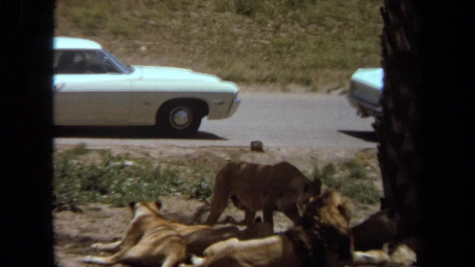 In the Laguna Hills wildlife park scene, a lioness stands over resting lions as a white sedan moves along the road beyond the enclosure.
