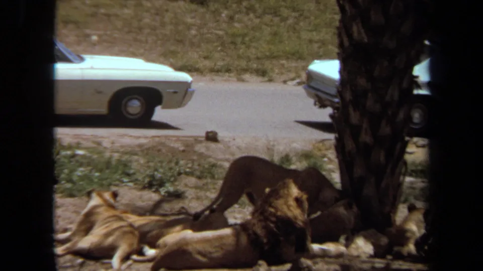 1971 home-movie frame of a lioness moving close to a resting pride near palm trees, with a white car visible on the park road.