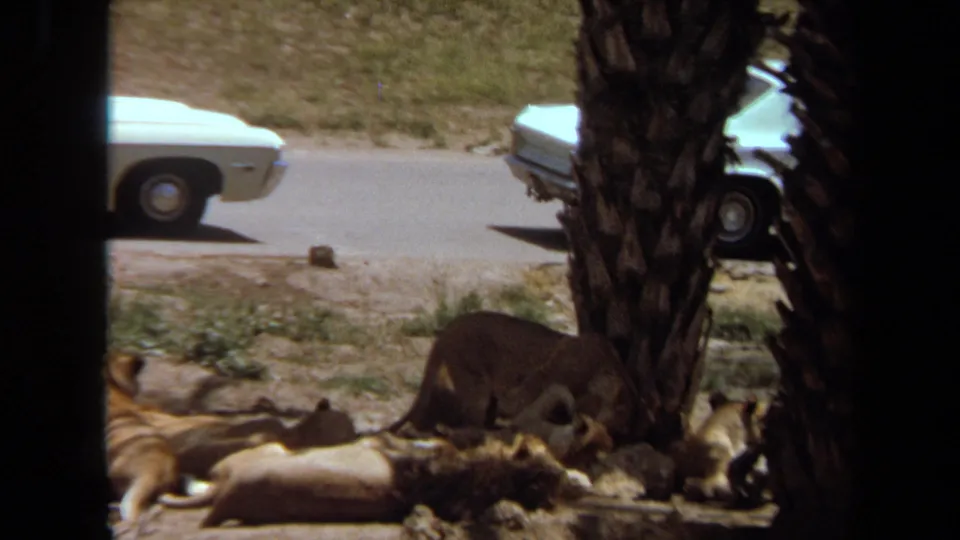 Laguna Hills 1971 wildlife-park frame with several lions lying under palm shade and a white vehicle partly visible behind them.