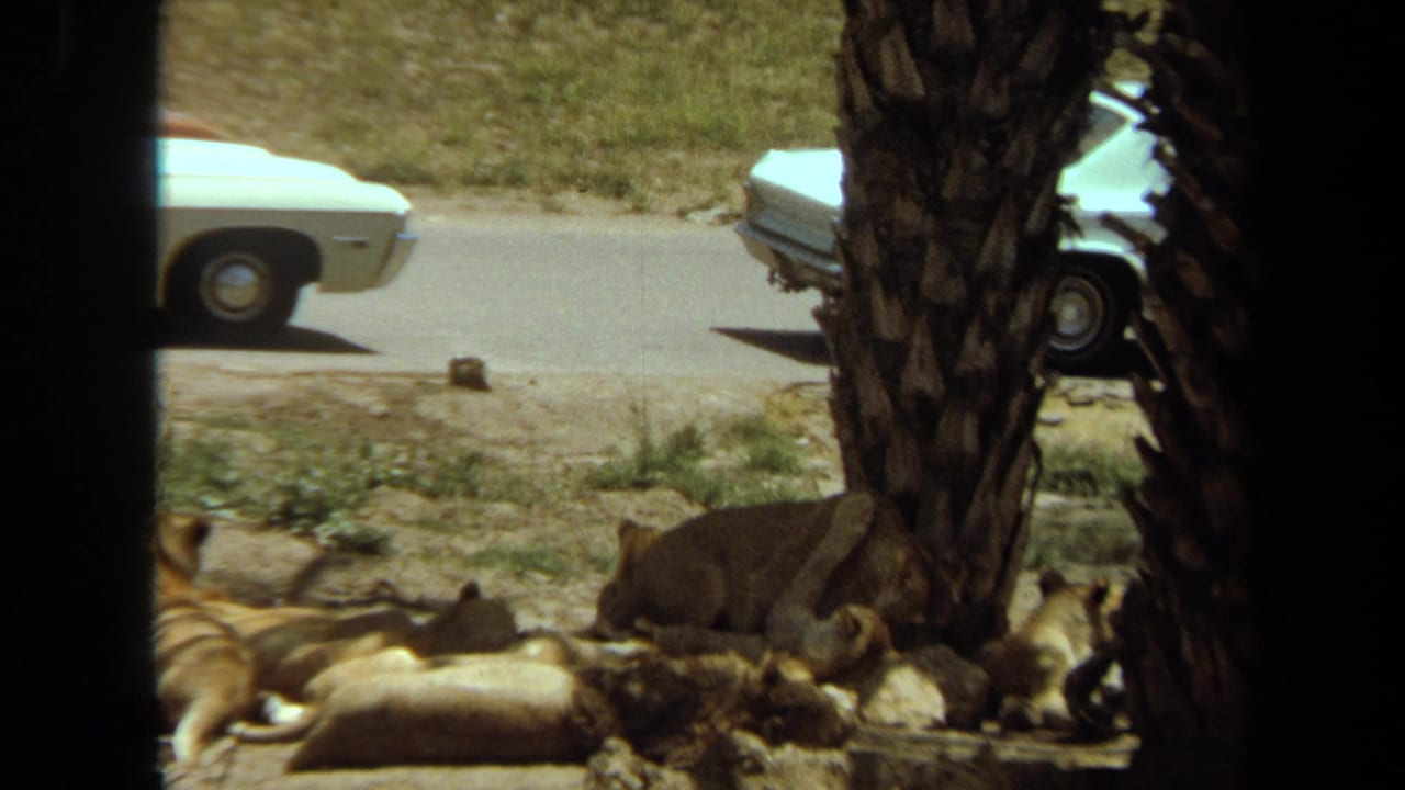 1971 Laguna Hills 8mm frame showing lion cubs lying in shade near a palm tree, with period cars on the road beyond.