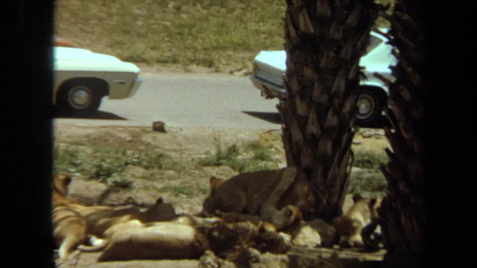 1971 Laguna Hills 8mm frame showing lion cubs lying in shade near a palm tree, with period cars on the road beyond.