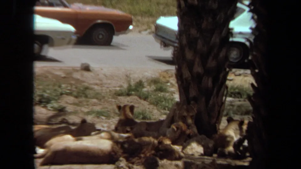 Lion cubs rest in a shaded roadside area in Laguna Hills, with a brown early-1970s car visible behind them.