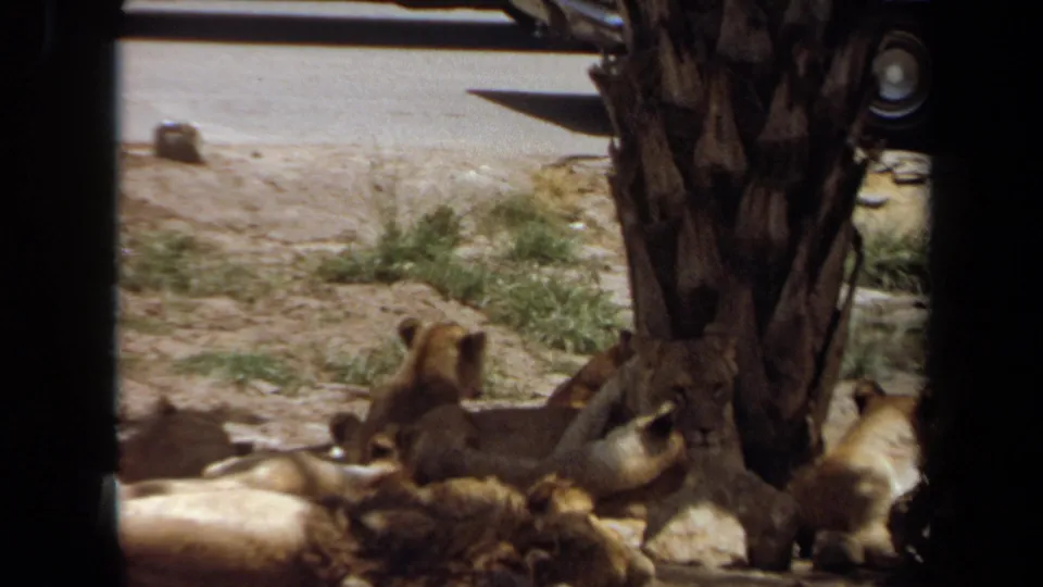 A soft 8mm frame shows several lion cubs around a palm tree base, viewed through dark foreground framing at a roadside attraction.