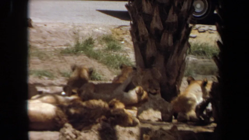 1971 Laguna Hills home-movie frame of lion cubs resting near palm trunks, with a road and partial car visible beyond the animals.