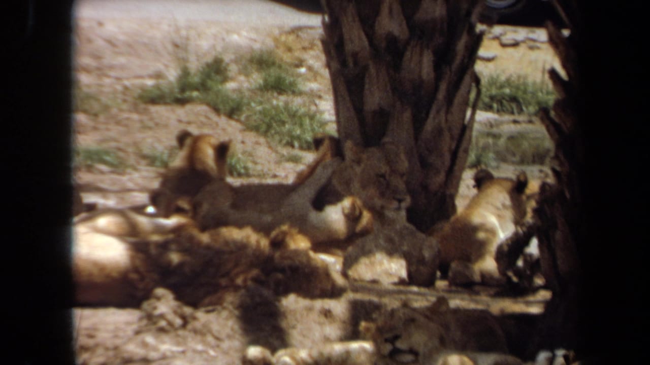1971 8mm frame from Laguna Hills showing adult lions and cubs resting in shade on dusty ground.