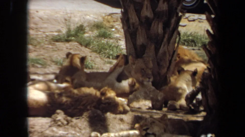 Laguna Hills 1971 home-movie frame with resting lions under a tree and a lion moving near the right edge.