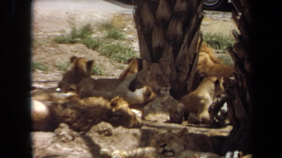 1971 8mm view of lions and cubs lying in a dry Laguna Hills enclosure, seen through dark framing edges.