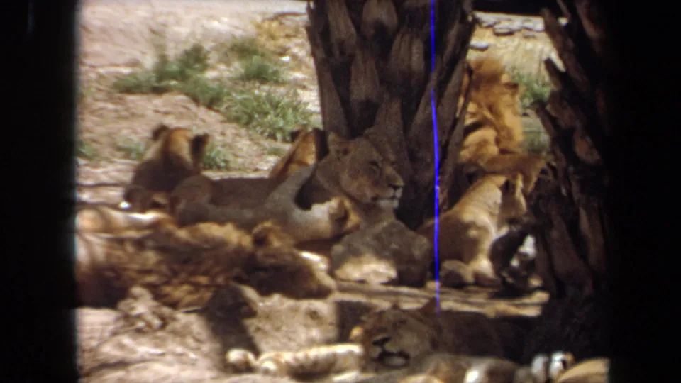 Laguna Hills 1971 8mm frame showing one lion upright at right and other lions resting under a shade tree.