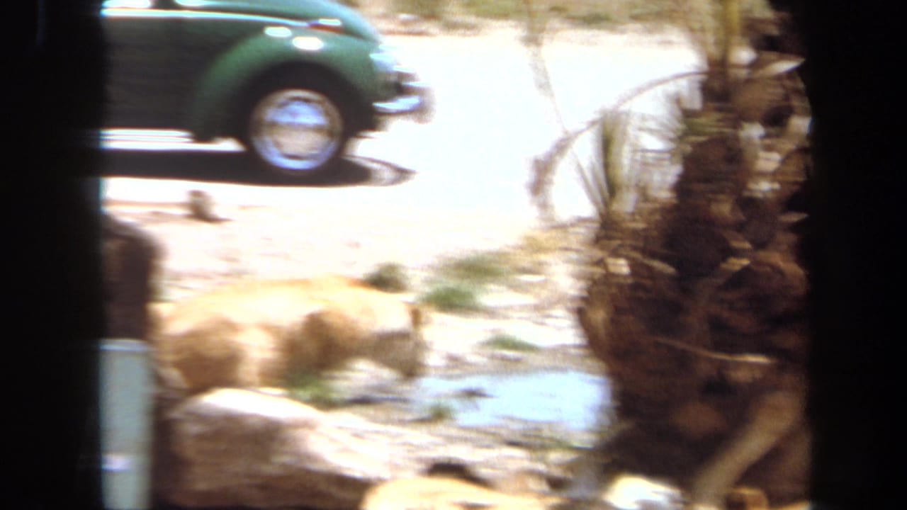 1971 Laguna Hills home-movie frame of lionesses in a dry enclosure, with water, palm trunks, rocks, and a green car in the background.