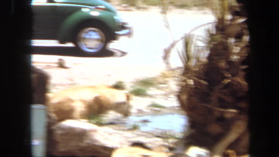 1971 Laguna Hills home-movie frame of lionesses in a dry enclosure, with water, palm trunks, rocks, and a green car in the background.