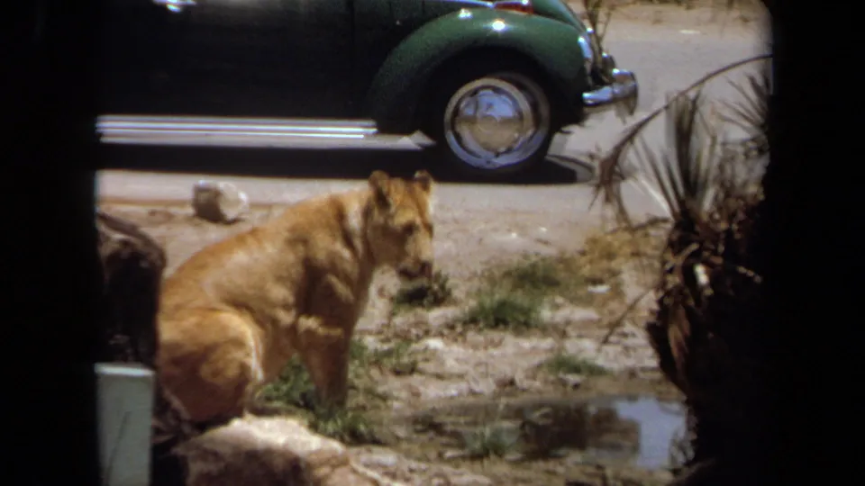 1971 Laguna Hills frame showing a seated lioness near rocks and sparse plants, with a green Volkswagen Beetle visible beyond the enclosure.