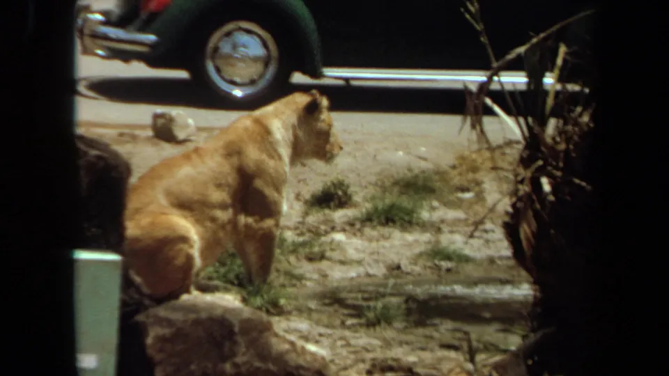 1971 Laguna Hills home-movie frame of a lioness seated beside rocks and plants, with a green car partly visible beyond the enclosure.