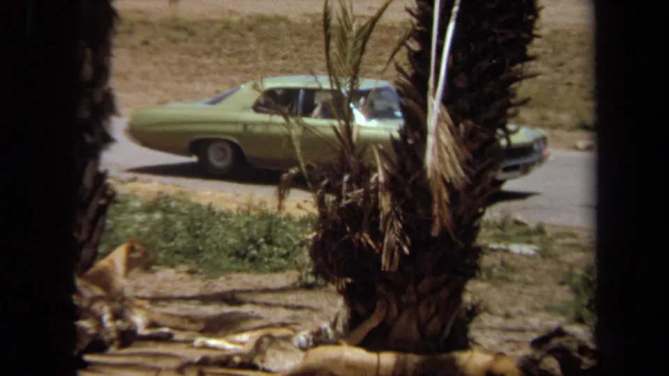 1971 Laguna Hills frame with a reclining lioness near palm trunks and enclosure rocks, with a light green classic sedan behind it.