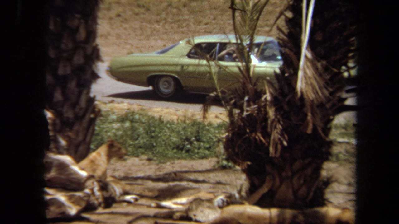 1971 Laguna Hills zoo footage showing a lioness resting by palms and rocks with a green classic car on the road behind.