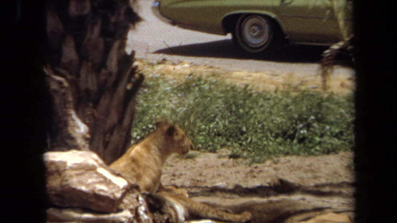 Lioness beside rocks and palm trunks with the rear of a green car visible above the enclosure.