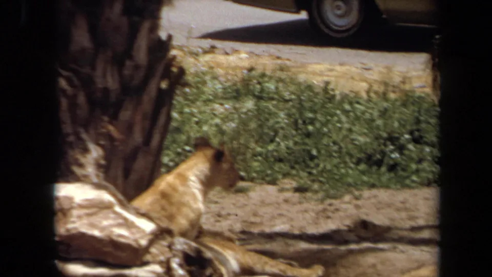 Visitor-shot 8mm frame from Laguna Hills showing the lioness reclining near rocks, palm trunks, and low vegetation.