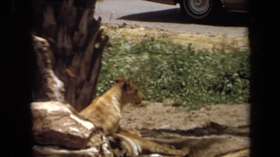 The lioness stays low beside rocks and palm trunks in the 1971 Laguna Hills zoo enclosure, with roadside greenery behind.