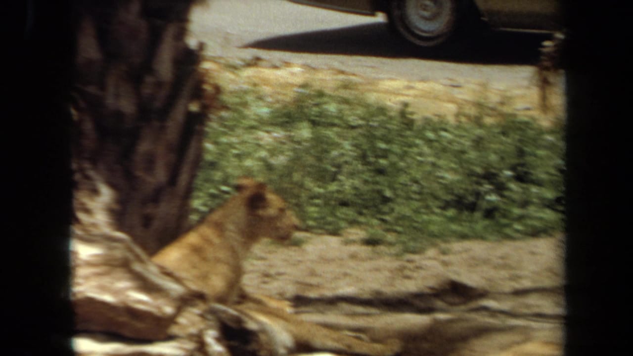 1971 Laguna Hills zoo frame showing a lion resting in shade near rocks, with a parked car partly visible beyond the enclosure.