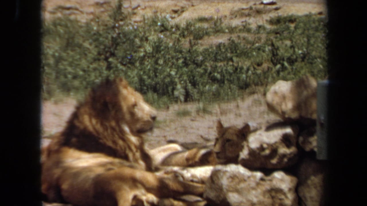 Maned lion and cub resting on rocks inside a dry zoo enclosure.