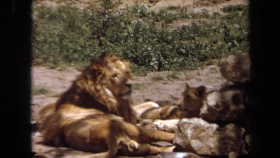 1971 Laguna Hills zoo footage frame with a maned lion lying near a cub, framed by rocks, dry soil, and low shrubs.