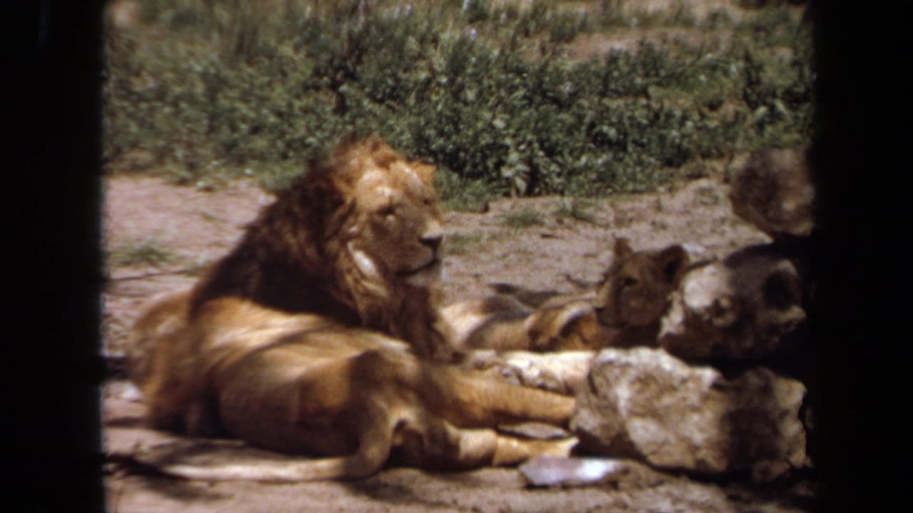 Maned lion resting beside a smaller lion near rocks in a sandy enclosure.