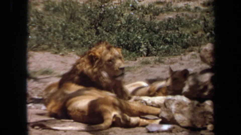 A maned lion and smaller lion lie near rocks in the Laguna Hills captive enclosure, seen through dark vertical foreground framing.