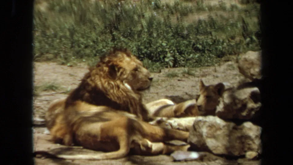 Soft 8mm view of a maned lion reclining in the captive Laguna Hills enclosure while another lion rests partly hidden nearby.