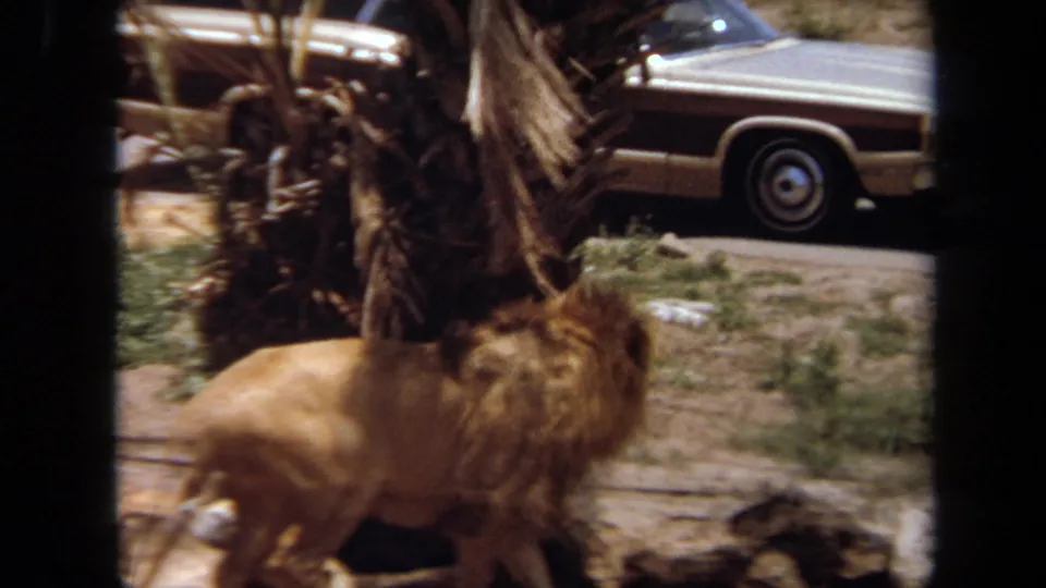 A maned lion stands in the captive enclosure near a tree trunk, with a period car visible beyond the animal area.