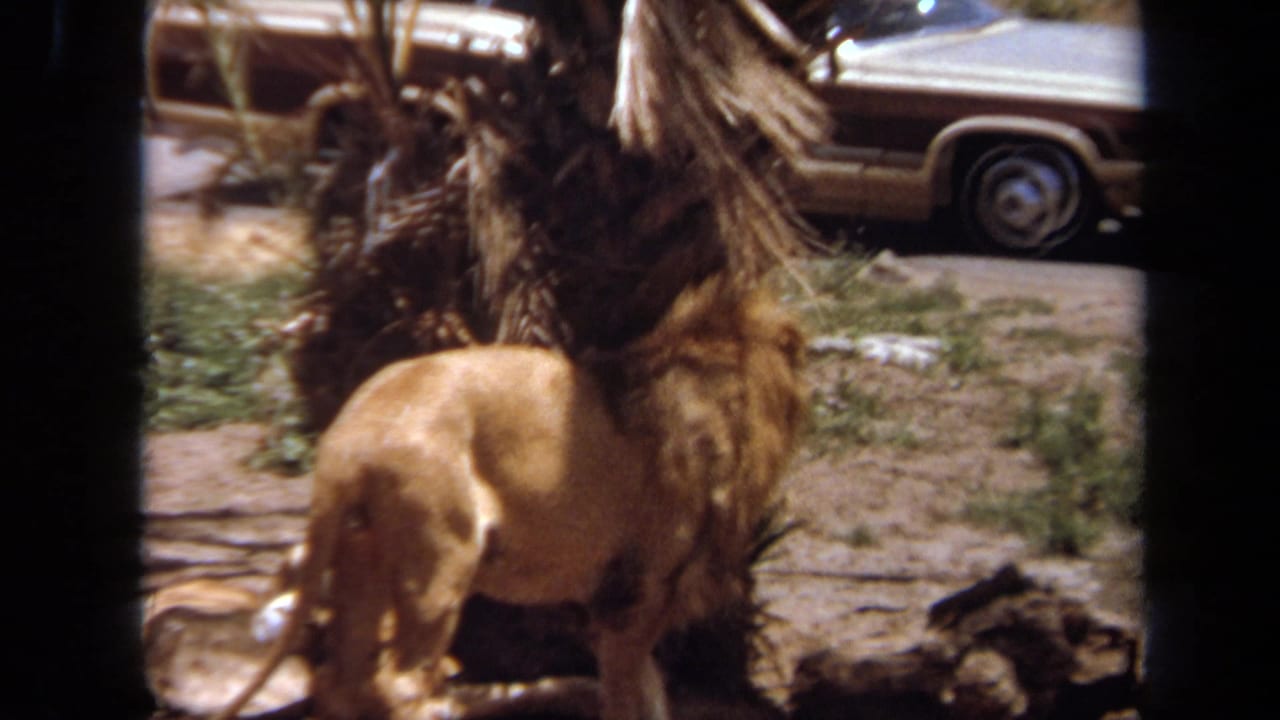 Male lion walking near a resting lioness under a palm tree with a station wagon in the background.